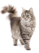 Cat Gifts