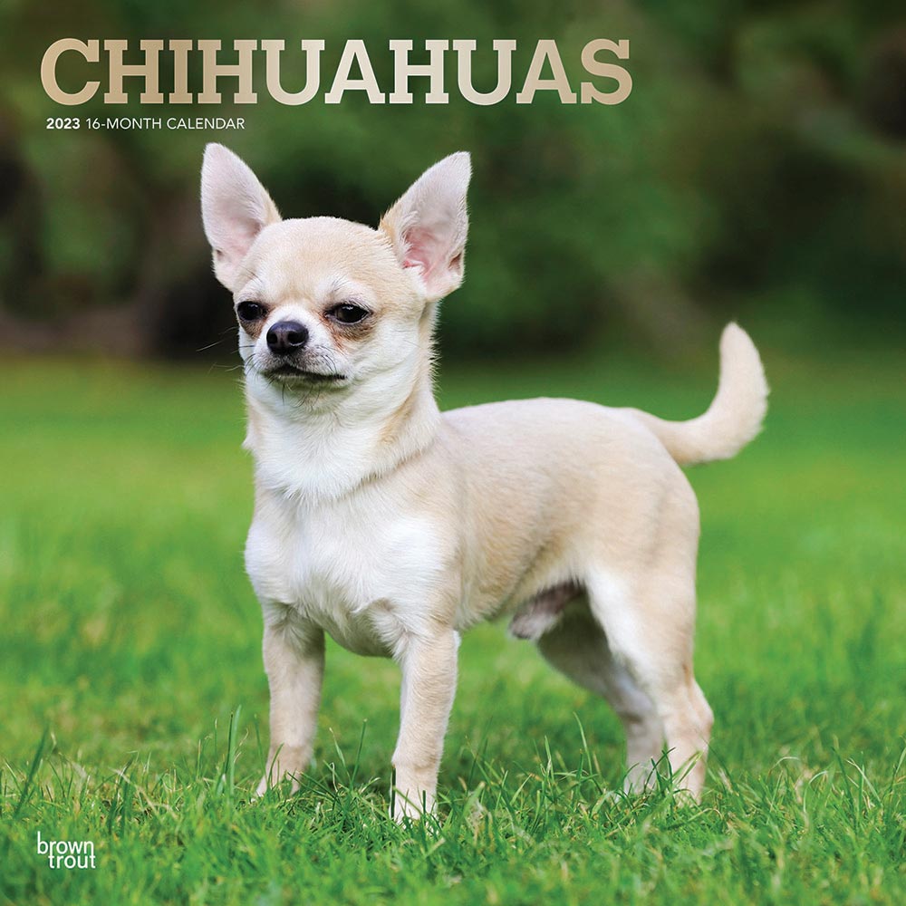 unique chihuahua gifts