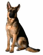 Dog Gifts