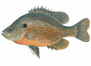 Freshwater