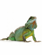 Reptiles\Amphibians