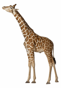 Wildlife
