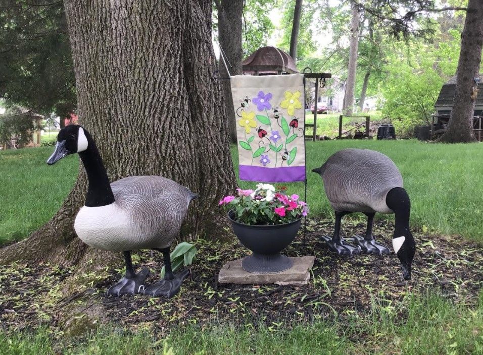 Realistic Canada Goose Garden Statue Standing & Feeding Geese Set