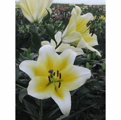 Fragrant Orienpets