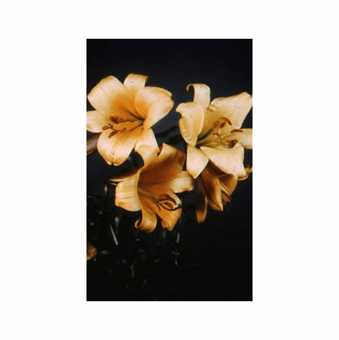 'Apricot Flairs' (Strain)