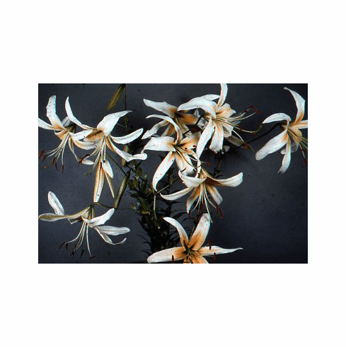 'Aurelian Bright Cloud' (Clone)