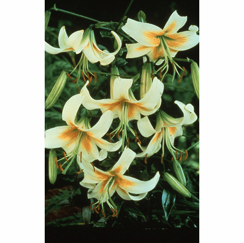 'Bright Star' (Clone)