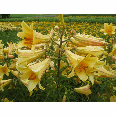 'Butterscotch Angel' (Clone)
