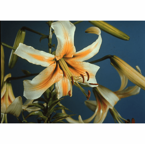 'Carnival Queen' (Clone)