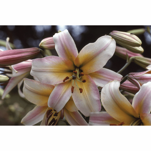 'Creme De La Creme' (Clone)