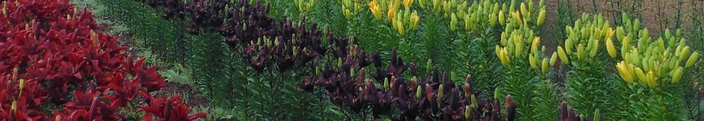 Fragrance Free Asiatics