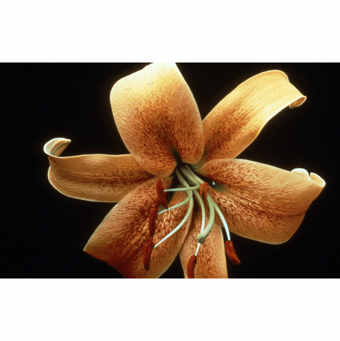 'El Greco' (Clone)