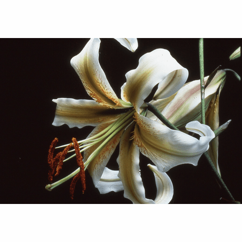 'Envy' (Clone)