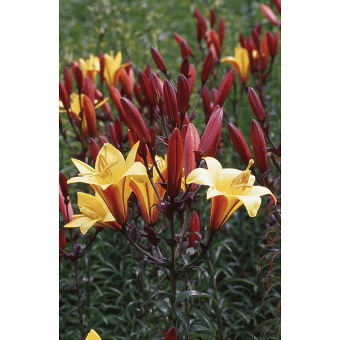 'Golden Reflections' (Clone)