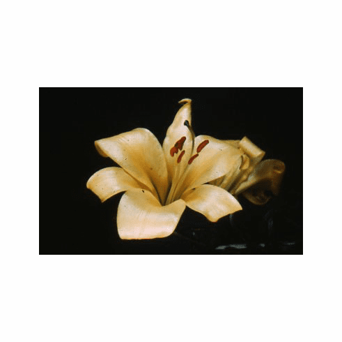 'Green Gold' (Clone)