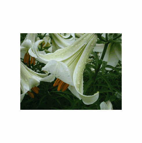 'Green Tea' (Clone)