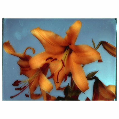 'Harvest Queen' (Clone)