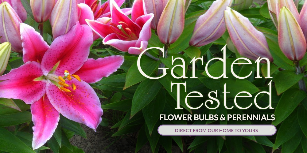 Lily Bulbs; Asiatic, Trumpet, Orienpet, Orientals from B&D Lilies
