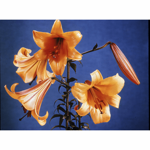 'Inca Princess' (Clone)
