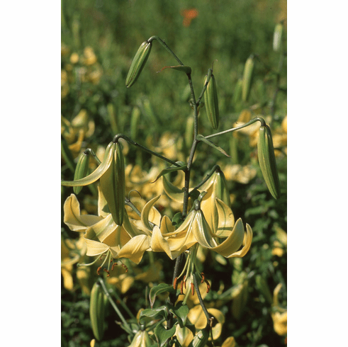 'Indian Summer' (Clone)