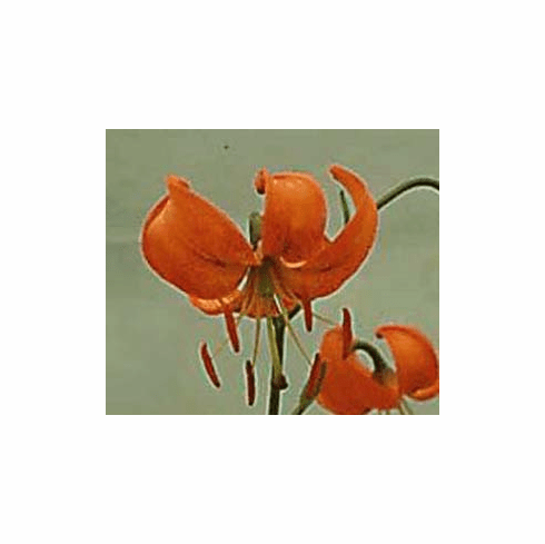 'Lilium amabile var. unicolor'