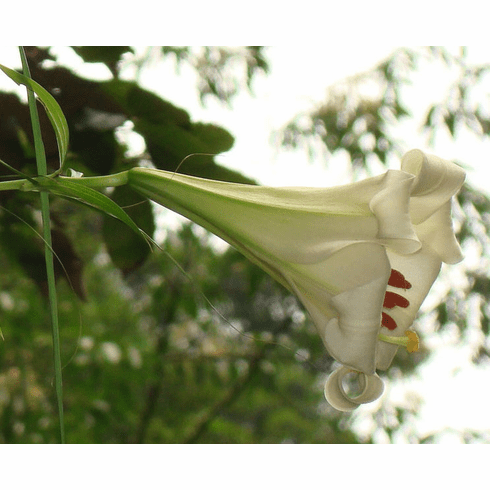 'Lilium anhuiense'