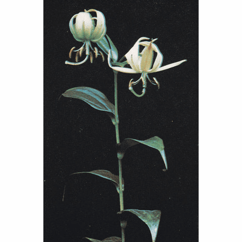 'Lilium arboricola'