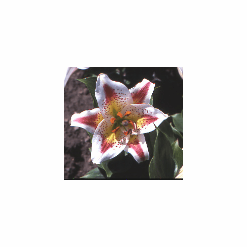 'Lilium auratum var. dwarf pictum'