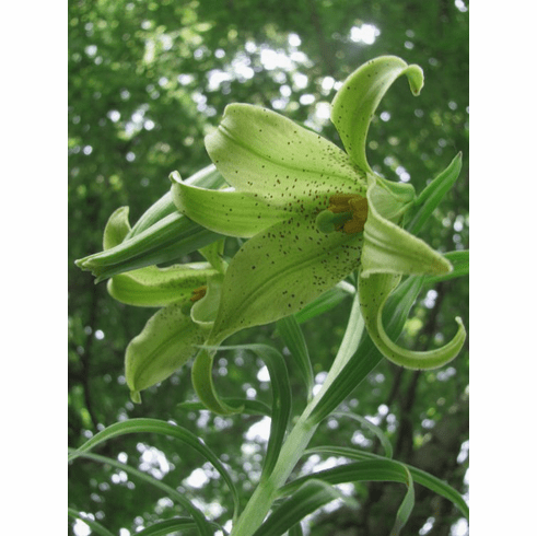 'Lilium bakerianum var. delavayi' <BR>(Lime Green Form)