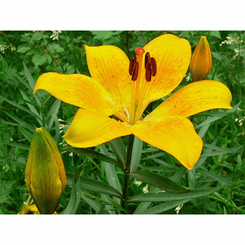 'Lilium bulbiferum' <BR>(Golden Variant)