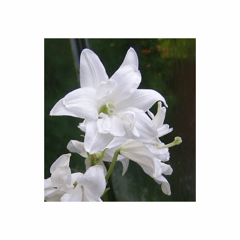 'Lilium candidum var. plenum'