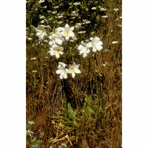 'Lilium candidum var. salonikae'