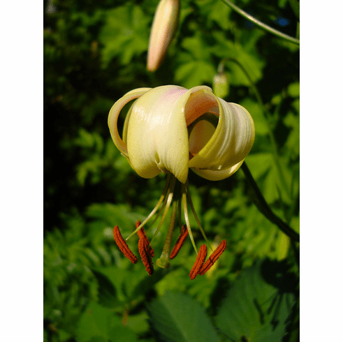 L. cernuum <BR>Ivory Yellow Form