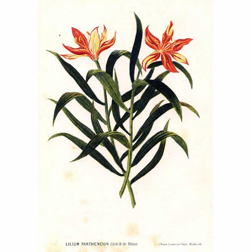 'Lilium concolor var. partheneion'