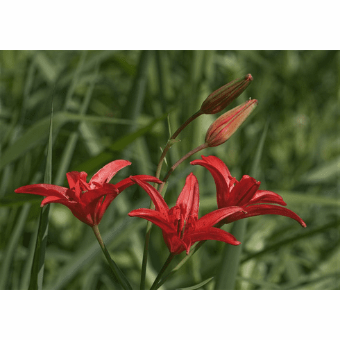'Lilium concolor var. pulchellum'