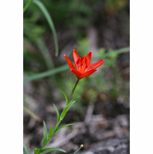 'Lilium concolor var. stictum'