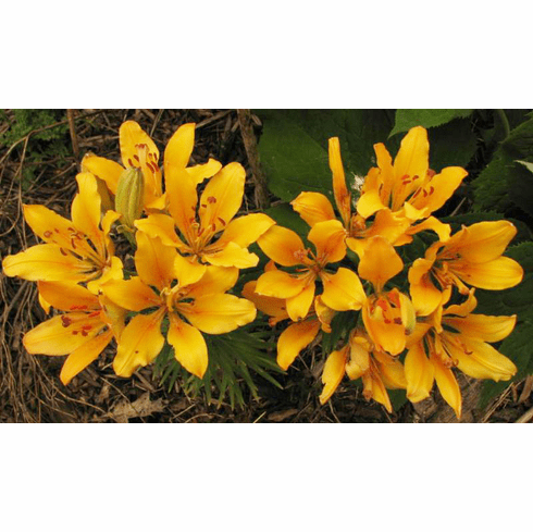 'Lilium dauricum var. citrinum'