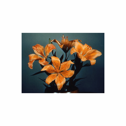 'Lilium dauricum var. wadi'
