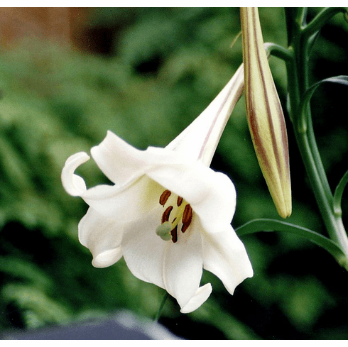 'Lilium formosanum'