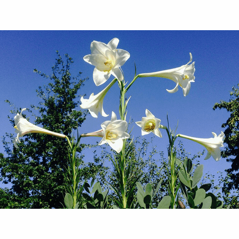 'Lilium formosanum' tall selection
