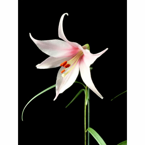 'Lilium japonicum var. abeanum'