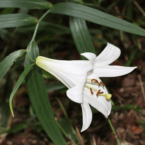 L. japonicum var. album