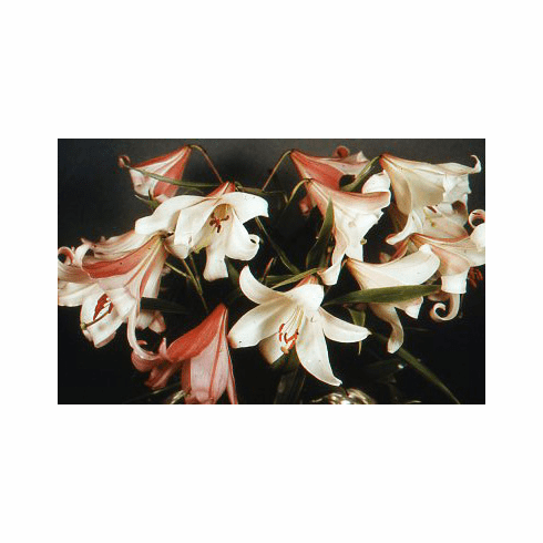 'Lilium japonicum var. platyphyllum'