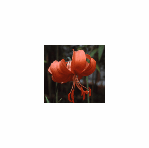 'Lilium leichtlinii maximowiczii unicolor'