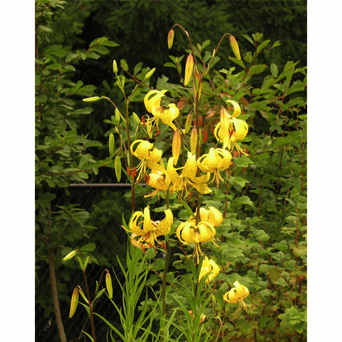 'Lilium leichtlinii var. Iwashimizu’