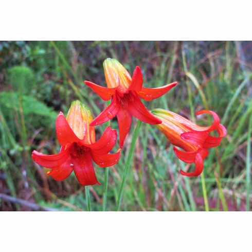 'Lilium maritimum' <BR> (Unspotted Form)