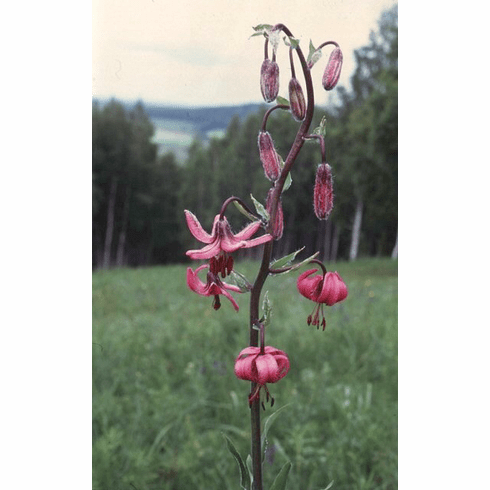 'Lilium martagon var. pilosiusculum'