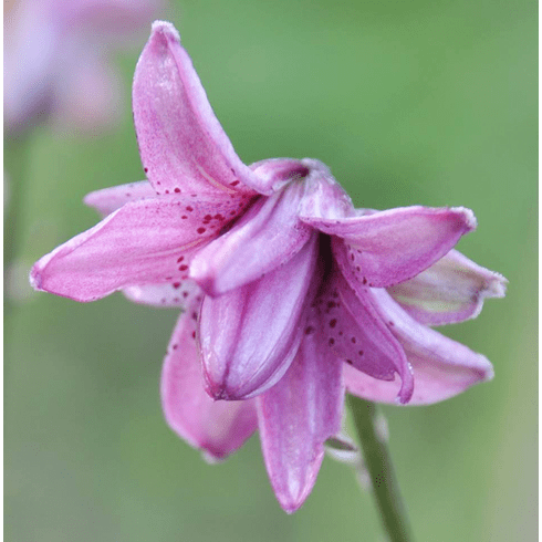 'Lilium martagon var. plenum'