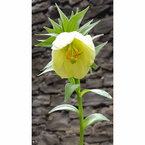 'Lilium oxpetalum'