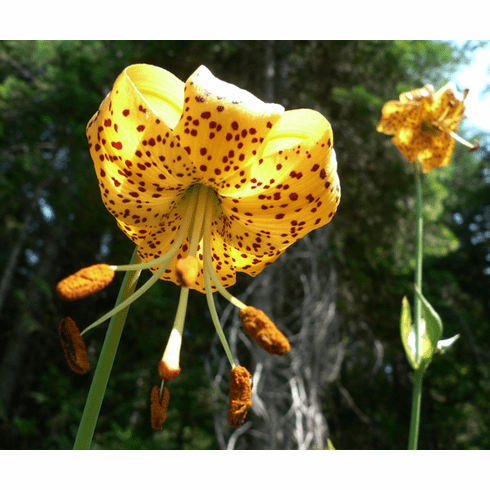 'Lilium pardalinum' <BR>(Yellow Form)